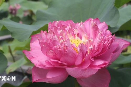 Chiêm ngưỡng cận cảnh sen và các sản phẩm từ sen Nam Đàn, Nghệ An