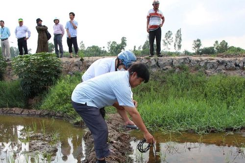 'Bí ẩn' nguồn nước mặn ảnh hưởng lúa của nông dân ở Hậu Giang