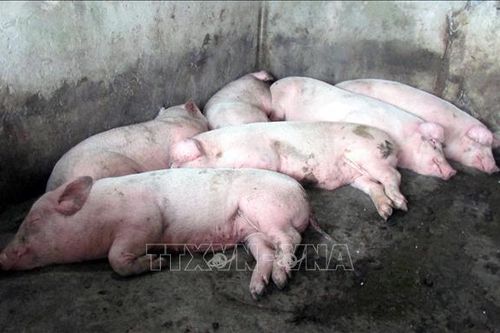 Ngăn ngừa, không để dịch tả lợn châu Phi lây lan diện rộng