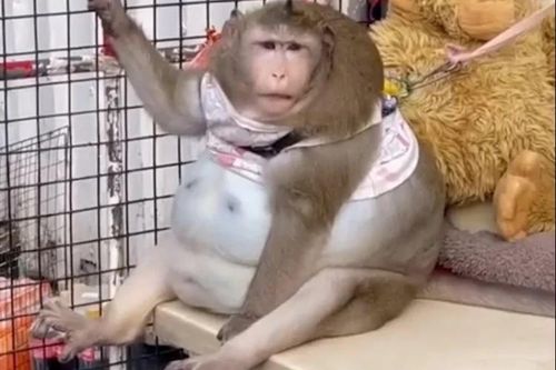 Chú khỉ béo nhất Thái Lan qua đời vì căn bệnh liên quan đến béo phì