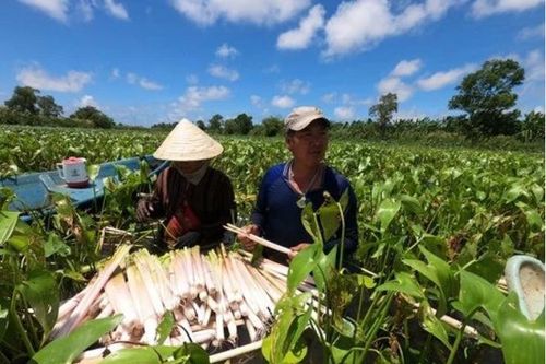 Giá nông sản hôm nay 17/5: Vải thiều Tân Yên hút khách, hoa cúc Đà Lạt giá cao, ngô giảm