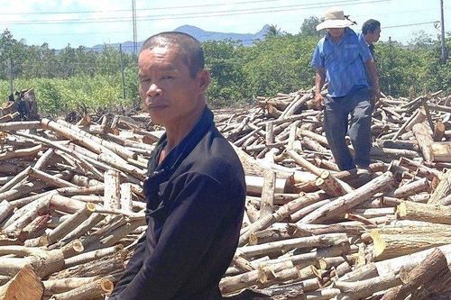 Bình Thuận: Bắt đối tượng cưa trộm 1.100 cây keo lá tràm