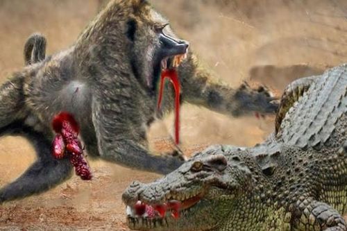 Clip: Màn thoát hiểm khó tin của khỉ đầu chó trước nanh vuốt của cá sấu sông Nile khổng lồ