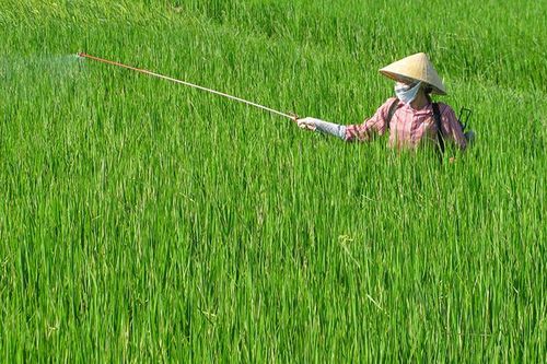 Chủ động phòng trừ sâu bệnh hại cây trồng vụ xuân