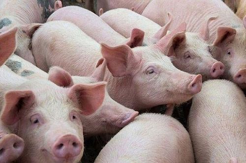 Giám đốc Nông nghiệp BaF: Giá heo cao cũng không có nguồn để bán