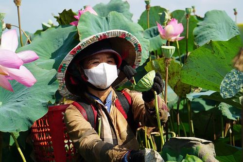Sen Đồng Tháp rũ bùn vươn mình rực rỡ