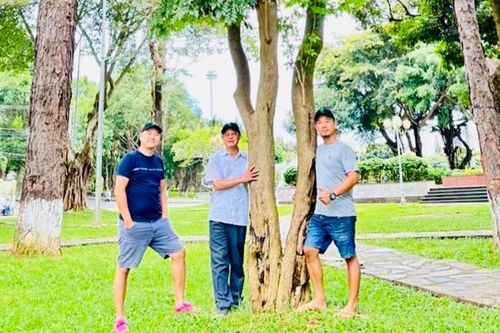 Cây trắc ở Quảng trường Đại Đoàn Kết