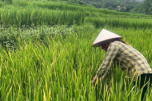 Bảo Yên chủ động phòng, trừ rầy lưng trắng hại lúa