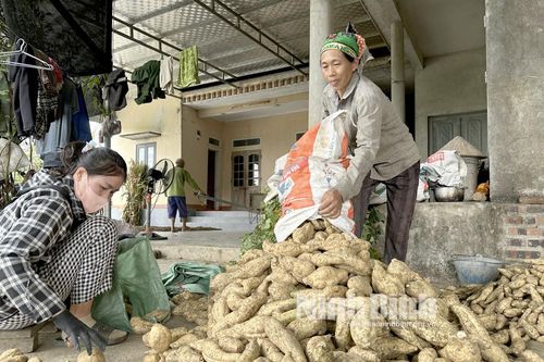 Mùa khoai kém vui của nông dân Yên Quang