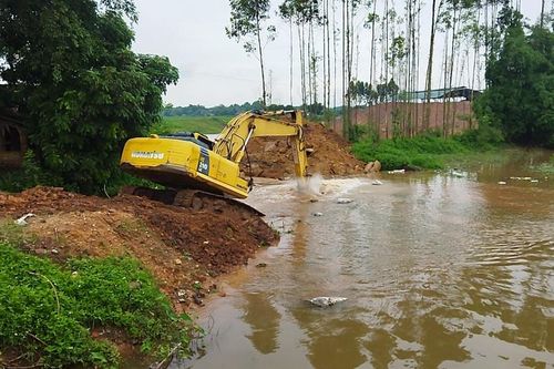 Cẩm Khê thu hoạch sớm diện tích lúa bị đổ, ngập do mưa dông