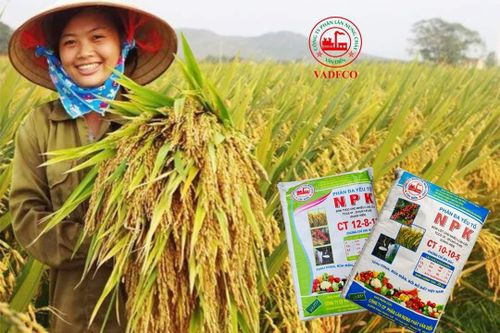 Phân bón Văn Điển: Sử dụng đúng cách, thu hiệu quả cao