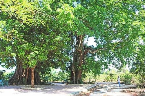 Gia Lai: Đề án xây dựng làng văn hóa du lịch cộng đồng Ia Nueng - Bước đi đúng hướng trong phát triển du lịch tại Pleiku