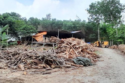 Vĩnh Lộc (Thanh Hóa): Cần thực hiện nghiêm túc việc kiểm tra, xử lý các cơ sở thu mua, chế biến gỗ keo vi phạm