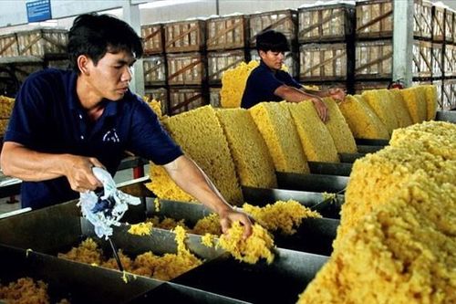 Ngành cao su cần chuẩn bị gì để đáp ứng quy định chống phá rừng châu Âu?