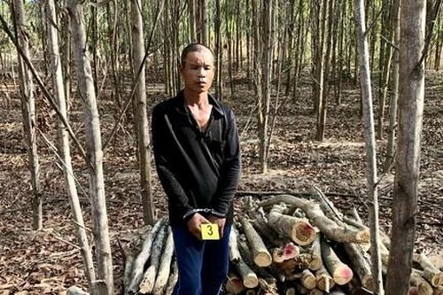 Mật phục bắt đối tượng cưa trộm hơn 1.000 cây keo lá tràm của người dân