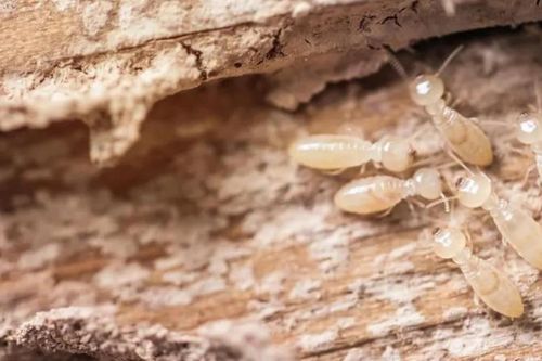 Làm thế nào để diệt mối?