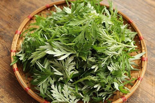 Ai không nên ăn ngải cứu?