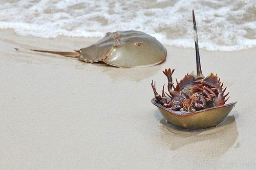 Người đàn ông ngộ độc sau ăn so biển