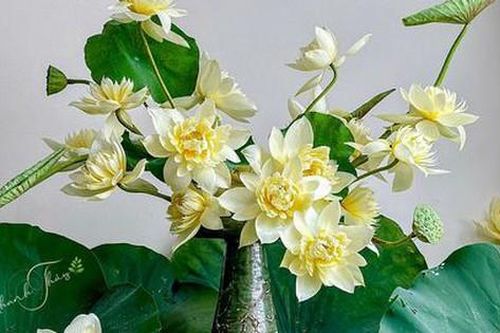 Đẹp mê hồn những bình hoa sen đầu mùa của chị em, cắm theo cách này hoa sen tươi lâu và nở rất đẹp