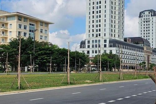 Hàng loạt cây xanh thuộc dự án nghìn tỉ vừa trồng đã chết khô