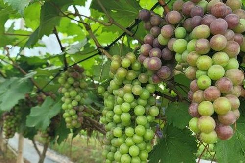 Đến Đan Phượng ngắm vườn nho 'siêu quả' sắp vào vụ