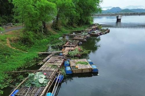 Truy tìm 'thủ phạm' khiến 13 tấn cá nuôi chết hàng loạt trên sông Mã
