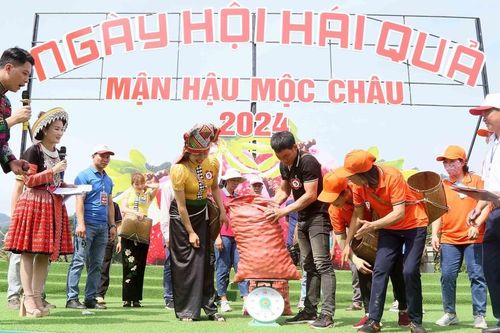 Ngày hội hái quả mận hậu Mộc Châu 2024