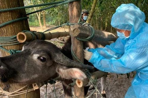 Chú trọng tiêm vaccine phòng bệnh cho đàn vật nuôi