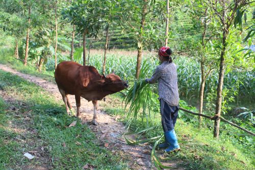 Trao sinh kế để người dân thoát nghèo bền vững