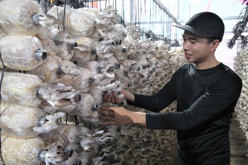 Tổ hợp tác giúp cựu chiến binh vươn lên thoát nghèo