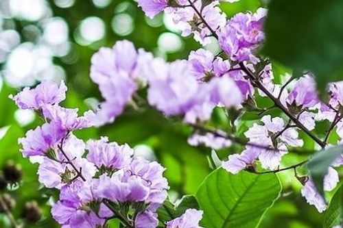 Xao xuyến trước sắc tím của hoa bằng lăng trên các tuyến phố Hà Nội