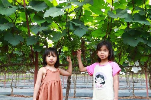 Trải nghiệm vườn nho hạ đen trĩu quả ở ngoại thành Hà Nội