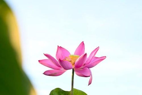 Ngắm hoa sen xứ Nghệ khoe sắc trong nắng vàng rực rỡ