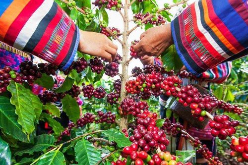 4 tổ chức tài chính vi mô phục vụ khoảng nửa triệu khách hàng