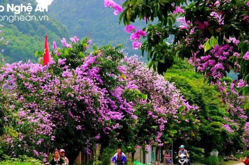 Tím ngắt những cung đường bằng lăng ở miền Tây xứ Nghệ