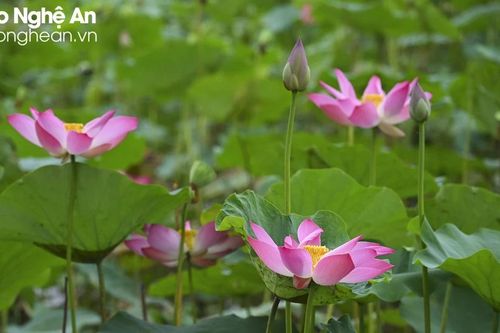 Hoa sen khoe sắc trong dịp Kỷ niệm 134 năm sinh nhật Bác Hồ kính yêu