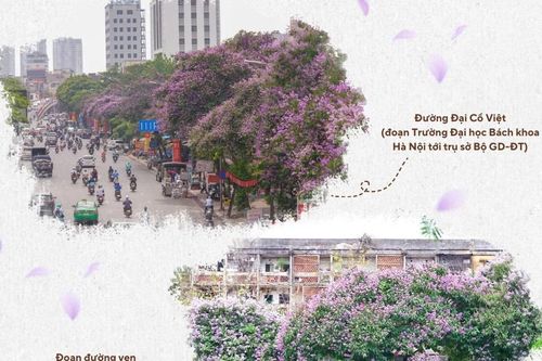 Những địa điểm không thể bỏ qua ở Hà Nội mỗi mùa hoa bằng lăng đến