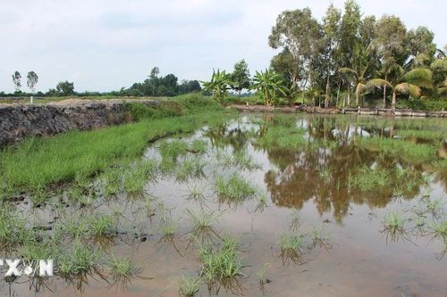 Nguồn nước mặn bí ẩn ở Hậu Giang: Đơn vị thi công hỗ trợ hộ dân bị thiệt hại lúa