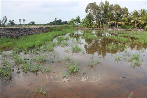 Liên quan việc nước mặn 'bí ẩn' ở Hậu Giang: Đơn vị thi công sẽ hỗ trợ hộ dân bị thiệt hại lúa