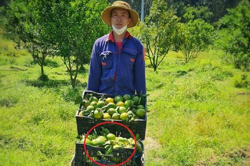 Anh nông dân bỏ túi 3,5 tỷ đồng nhờ nuôi con vật 'hiền lành ham ngủ'