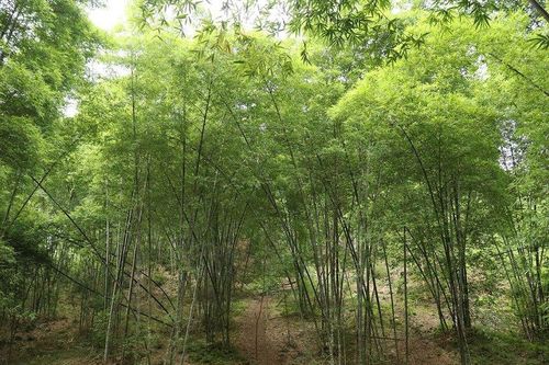 Thanh Hóa: Thúc đẩy dự án đưa cây tre vươn ra thế giới