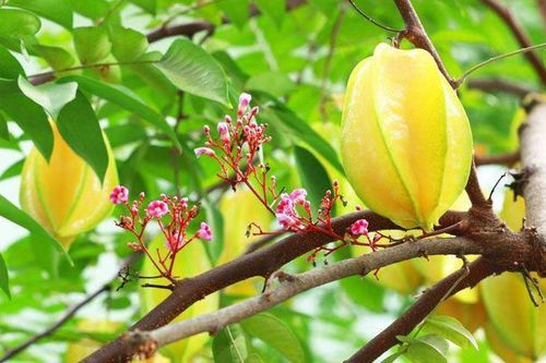 Loại quả có tác dụng giảm mỡ máu, chống ung thư