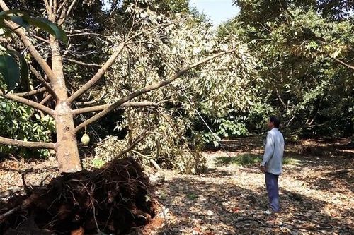 Đồng Nai: Nhiều ha cây trồng bị ảnh hưởng nặng do mưa lớn