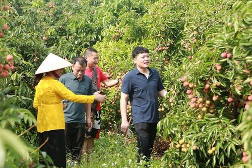 Sẵn sàng đón 'mùa du lịch vải' ở Lục Ngạn
