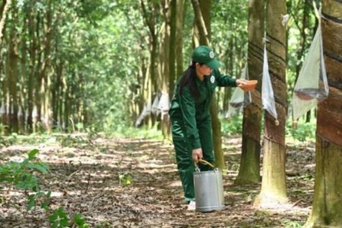 Giá nông sản hôm nay 18/5: Gạo đi ngang, cao su tăng mạnh, nông dân được mùa dưa