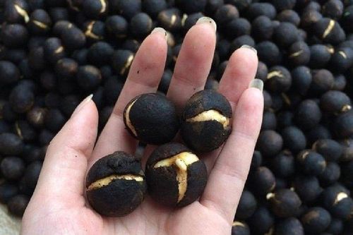 Thứ quả dại xưa không ai ngó nay thành 'hàng hót', giá 100.000 đồng/kg