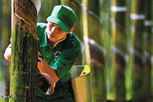 2 yếu tố thúc đẩy lợi nhuận doanh nghiệp cao su trong ngắn hạn