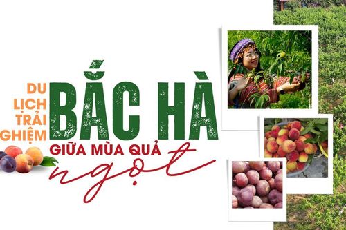 Du lịch trải nghiệm Bắc Hà giữa mùa quả ngọt