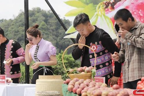 Sôi động ngày hội hái quả trên cao nguyên