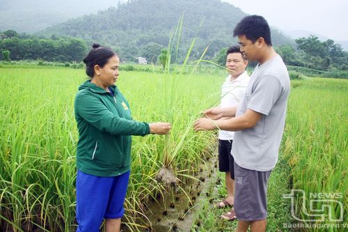 Cảnh giác khi mua lúa giống trên mạng xã hội